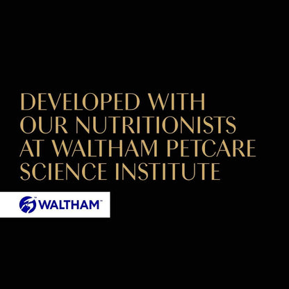 Fine Flakes in Jelly – Fish Collection – Wet Cat Food Pouches for Adult Cats – 40X85G Pack